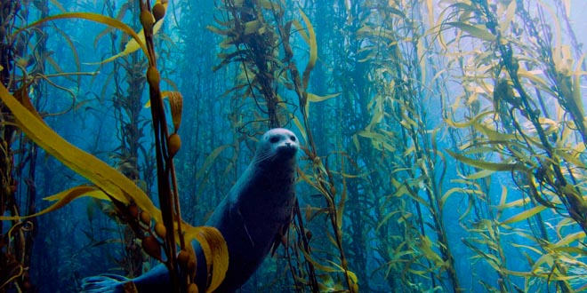 animales kelp