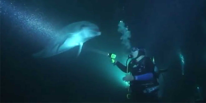 Delfín submarinista