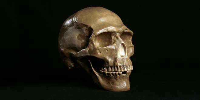 Crânio de Cro-Magnon